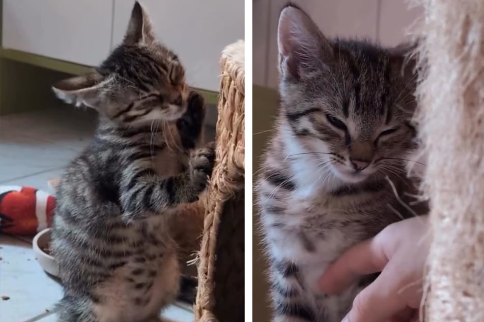 Die Kitten warten im Tierheim auf ihr Für-Immer-Zuhause.