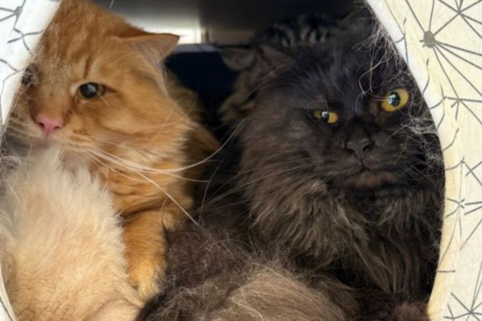 Die Züchterin der Katzen war mit der Haltung ihrer Vierbeiner offensichtlich heillos überfordert gewesen.