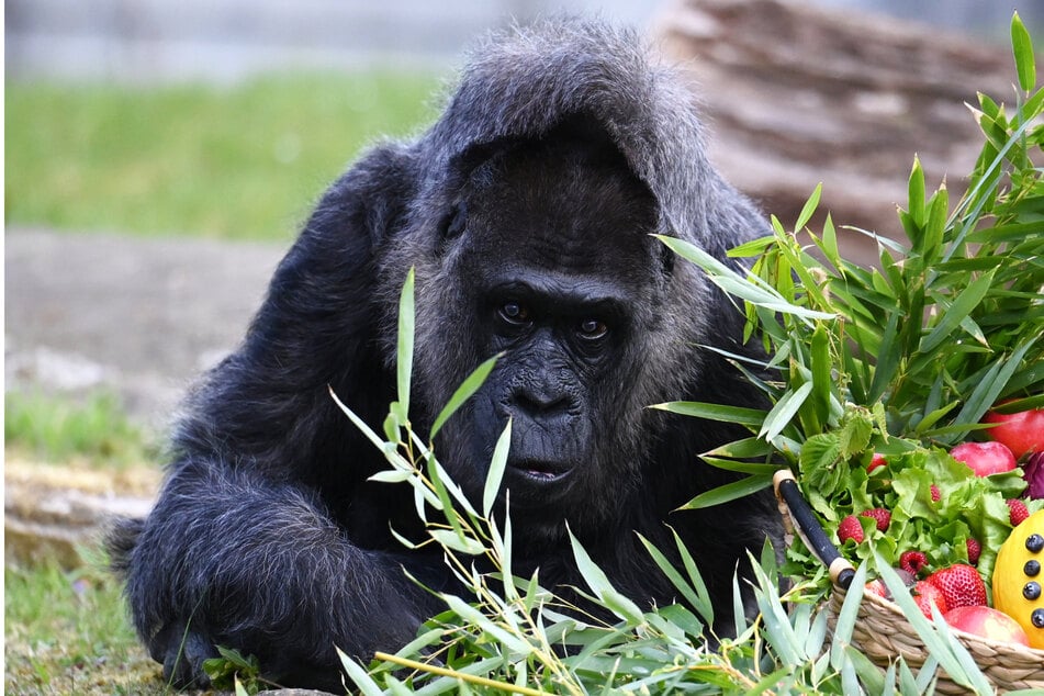 Gorilla-Seniorin Fatou gilt als der älteste lebende Gorilla der Welt. (Archivfoto)