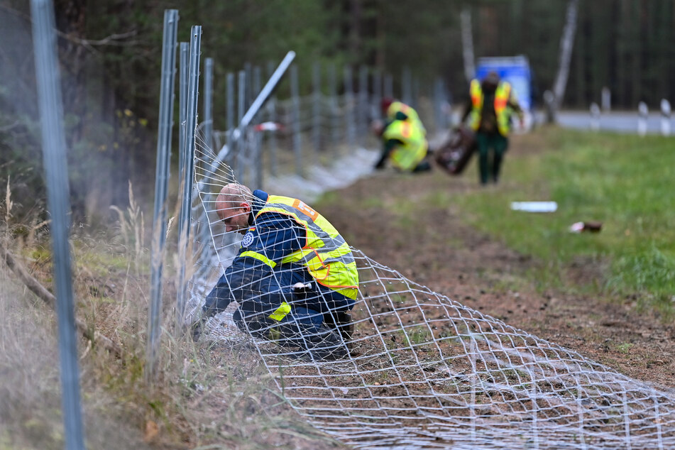 Knapp 56 Kilometer Schutzzaun wurden innerhalb weniger Wochen entlang der sächsisch-polnischen Grenze errichtet.