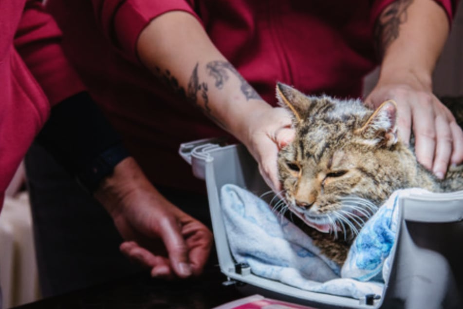 Gestiegene Tierarztkosten bringen Tiere und Halter in Notlagen.