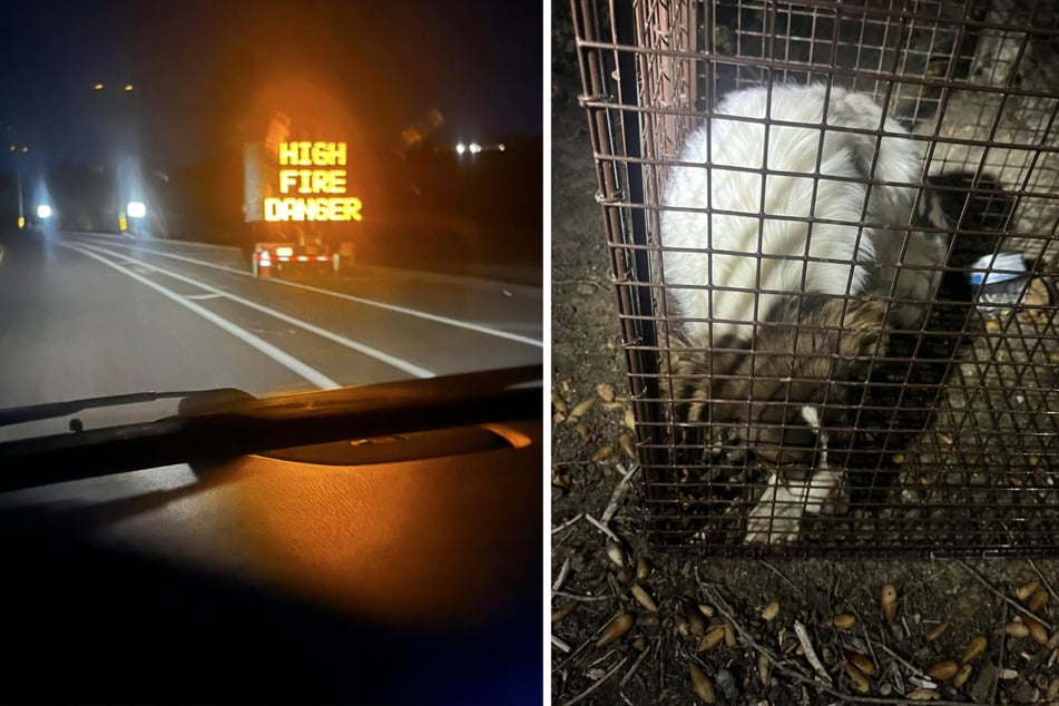 Rescuers rush to save dog abandoned in the middle of the California wildfires