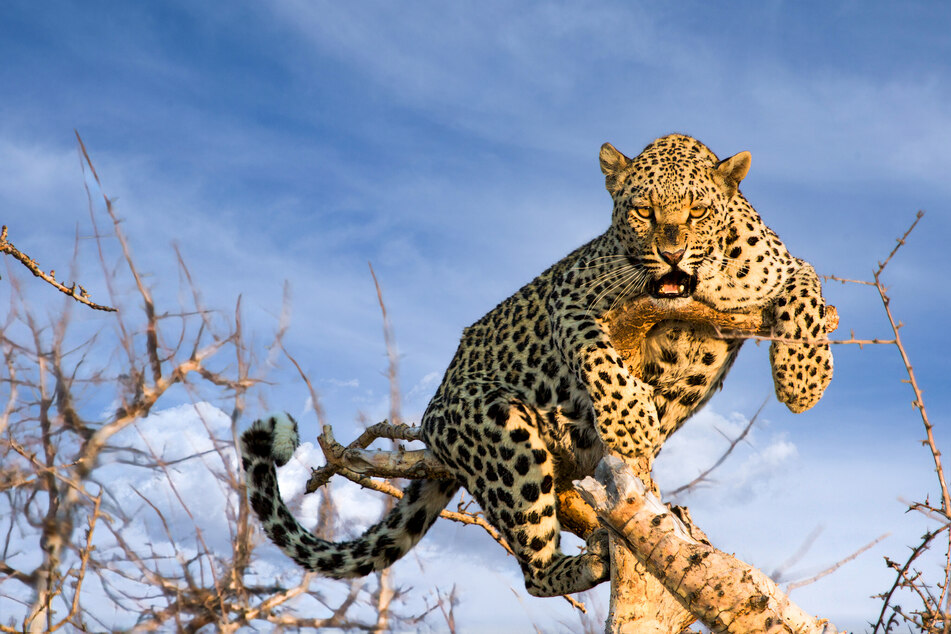 Leoparden gelten als hochgefährlich. Häufig töten diese Großkatzen nur zum Spaß.