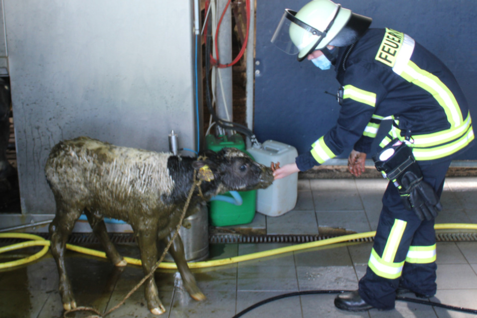 Ein Feuerwehrmann kümmert sich um das Kalb.