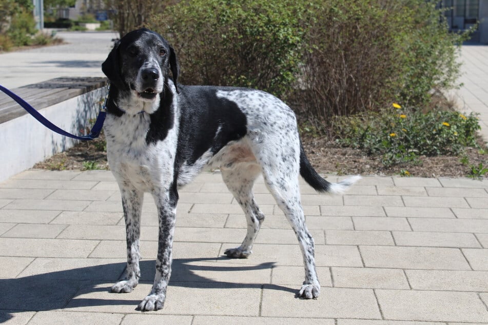 Basti hofft auf eine neue Familie, die ihm eine zweite Chance im Leben ermöglicht.