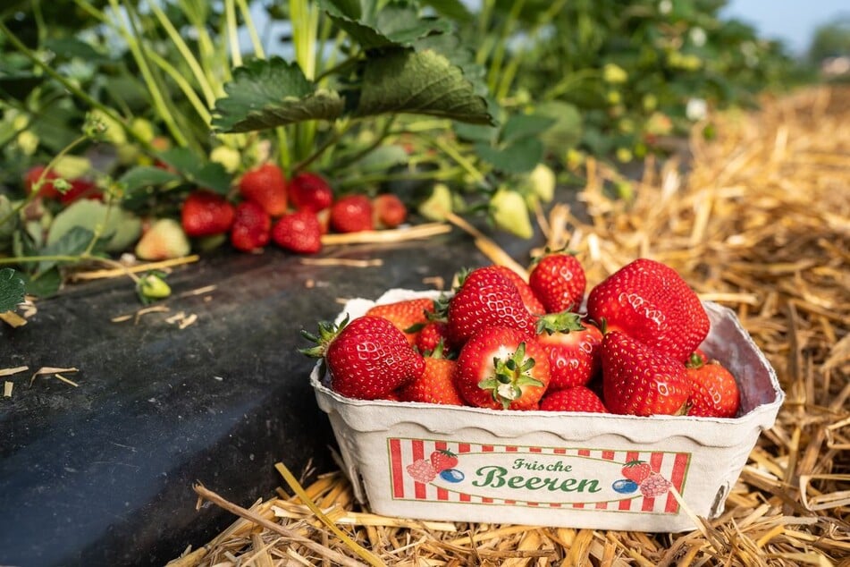 Die ersten roten Früchte werden in wenigen Tagen zum Kauf angeboten.