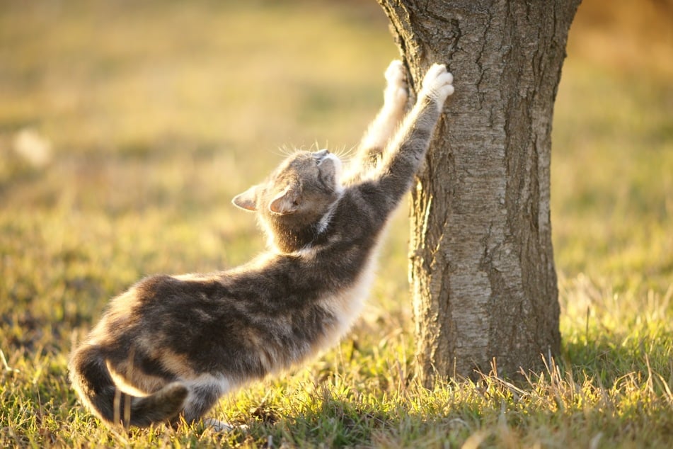 Letting your cat outside will greatly reduce its need to scratch, as it can do so on trees.