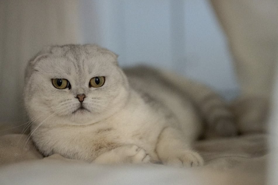 Katze Dorothea sucht ein liebevolles Zuhause - am liebsten zusammen mit Kater-Kumpel Michael.