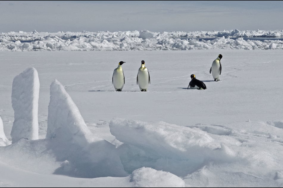 The Emperor penguin is two steps below "extinction in the wild," according to IUCN.