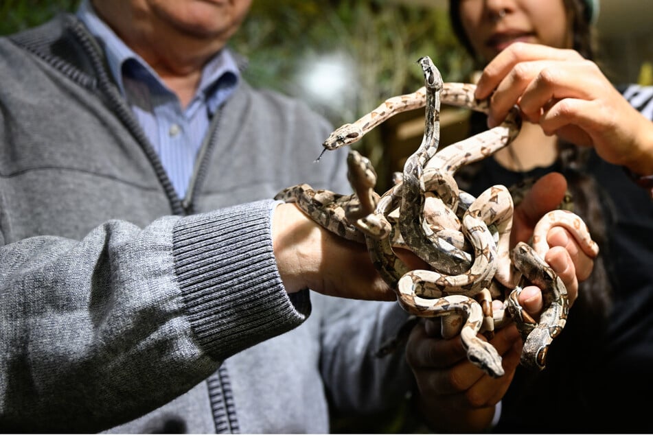 Baby-Boom im Reptilienhaus: Schlange Hermine bringt 42 Junge zur Welt!