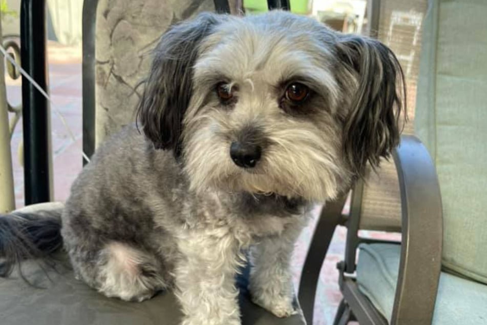 Dies ist eines der Fotos, mit denen Hündin Lola seit 2021 gesucht wurde.