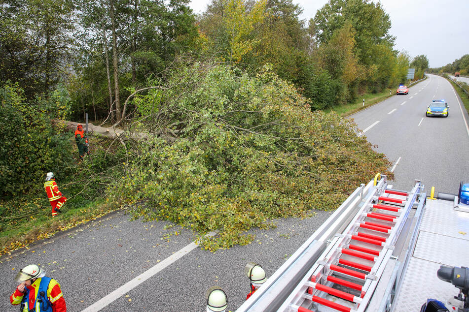 Auf der A23 stürzte ein Baum aufgrund des Sturmtiefs "Joshua" auf die Fahrbahn.