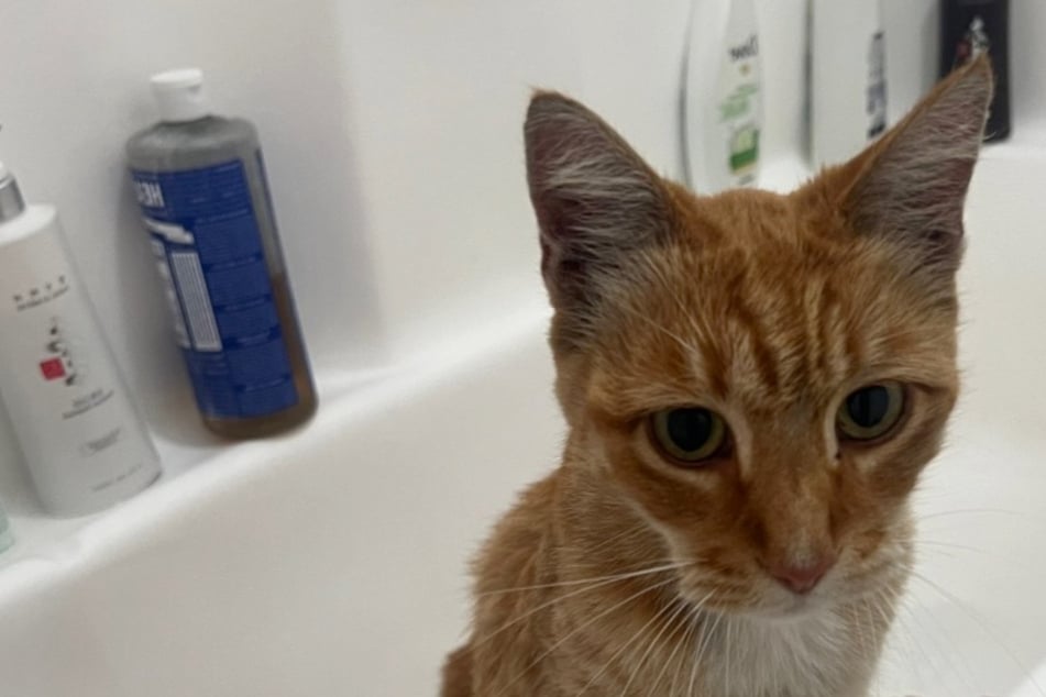 Žena zrušila návštěvu u veterináře, protože kočka odmítá vstoupit do přepravky: krátce poté zůstala beze slova.