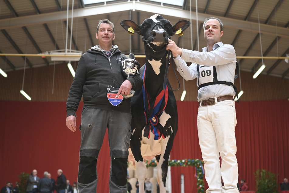 Die schwarzbunte Milchkuh ZR India (M) von Landwirt Thomas Rohdemann (l) ist die neue "Miss Ostfriesland".