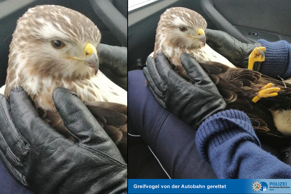 Der Mäusebussard hatte Glück im Unglück: Er kam nach dem Unfall mit einer leichten Prellung davon. (Fotomontage)