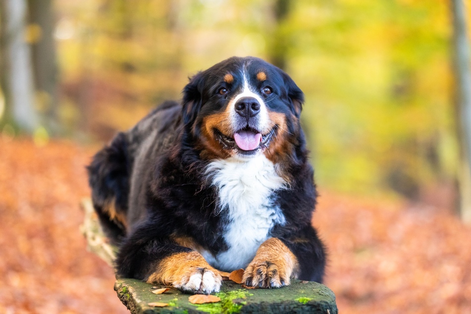 Markant, edel und sanftmütig: der Berner Sennenhund.