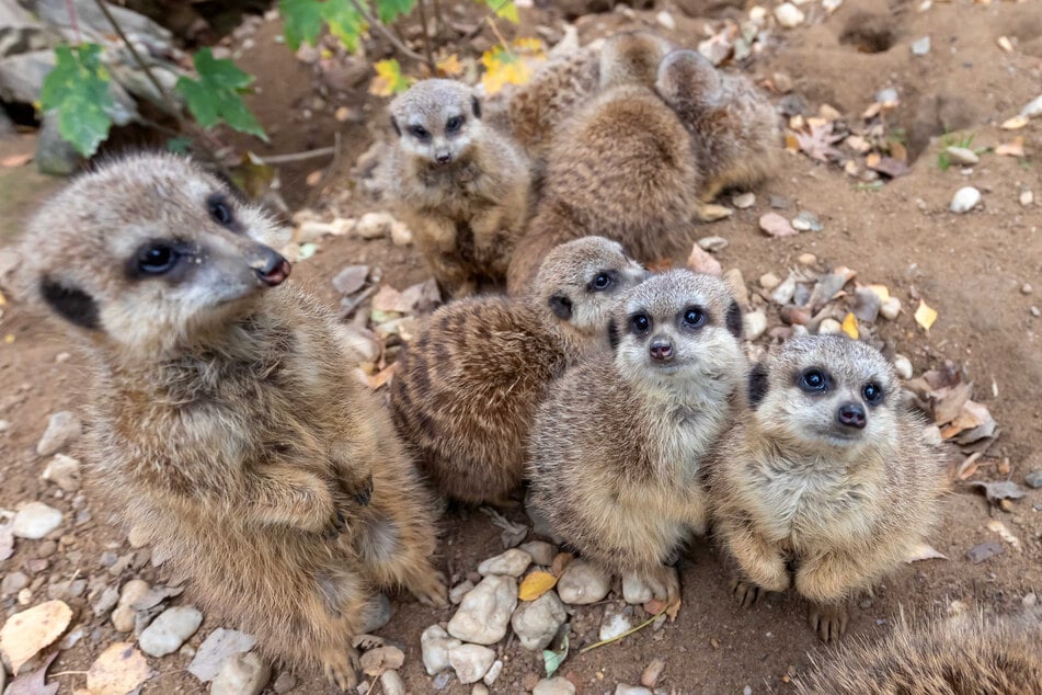 Erdmännchen beim Essen zusehen oder lieber Faultiere treffen? Im Chemnitzer Tierpark geht beides.