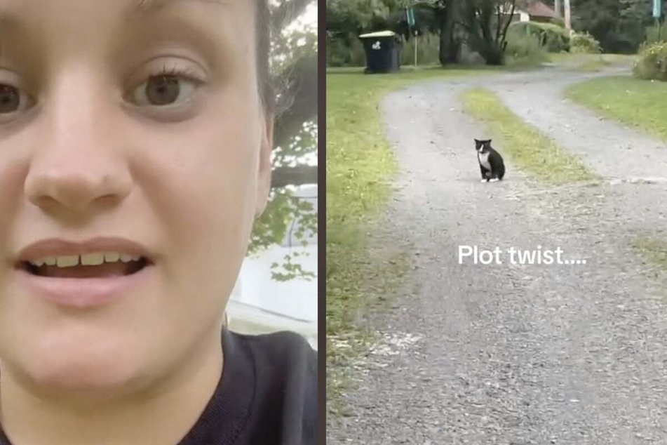 Cat baffles woman with reappearance after fatal car accident