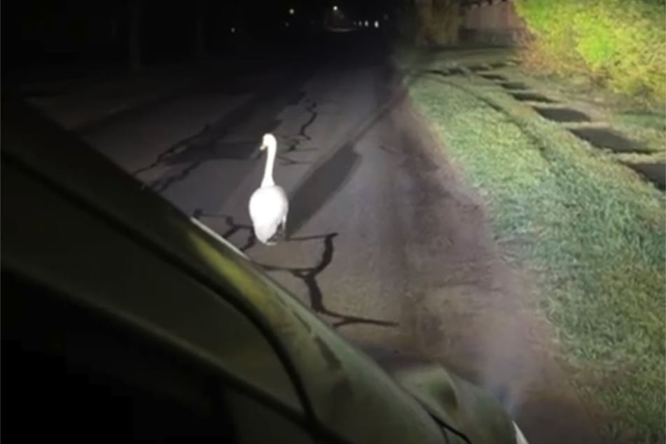 Der Schwan ist im Scheinwerferlicht des Streifenwagens gemütlich zu einem Feld gewatschelt.