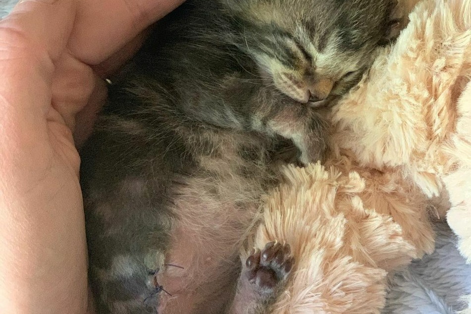 Katze Peggy musste ihre Hinterpfote amputiert werden.