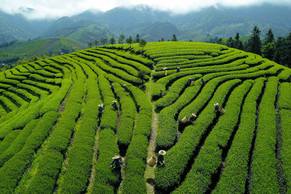 Die Luftaufnahme zeigt Tee-Pflücker bei der Arbeit auf einer Plantage in Asien (Symbolbild). Melissa verkauft Tee aus Asien in England.