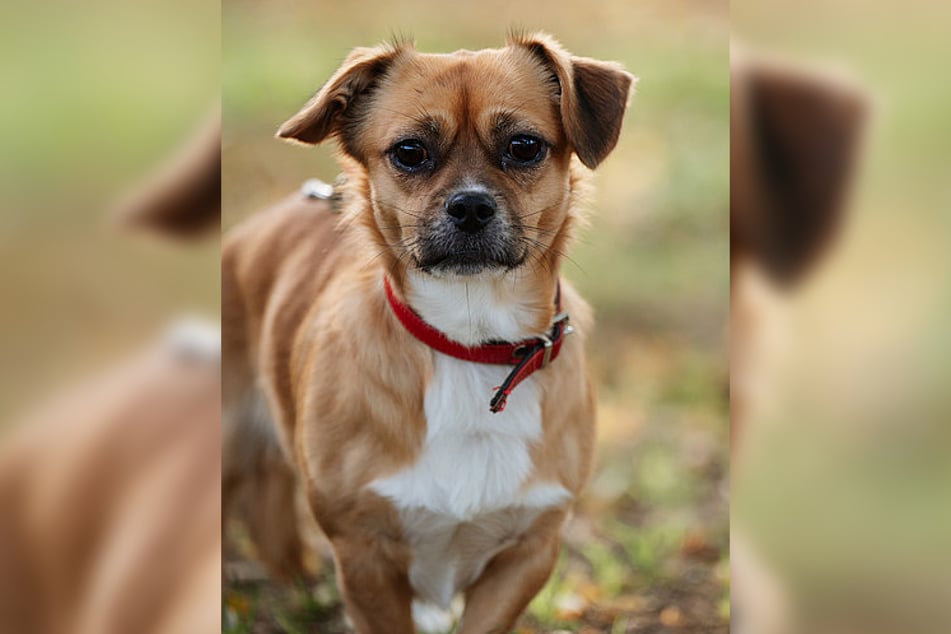 Mit ein wenig Training und Zuneigung kann der junge Dante ein toller Alltagsbegleiter werden.