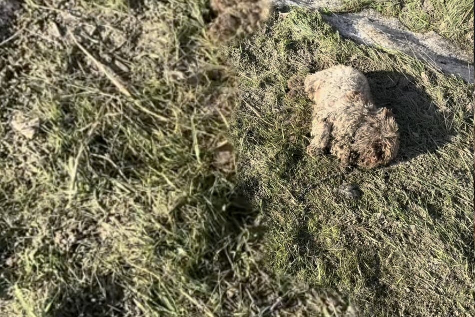 Mann denkt, er rettet krankes Schaf: Die Wahrheit haut ihn völlig um