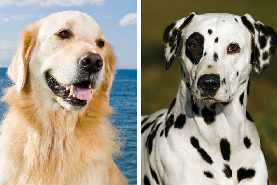 The mix between a Golden retriever (l.) and a Dalmatian would create a fluffy yellow dog with spots, then you might be disappointed by these