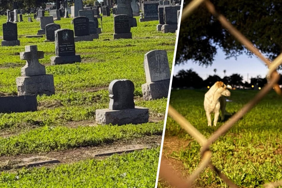 Bei viel zu hohen Temperaturen: Besitzer setzen Hunde einfach auf Friedhof aus