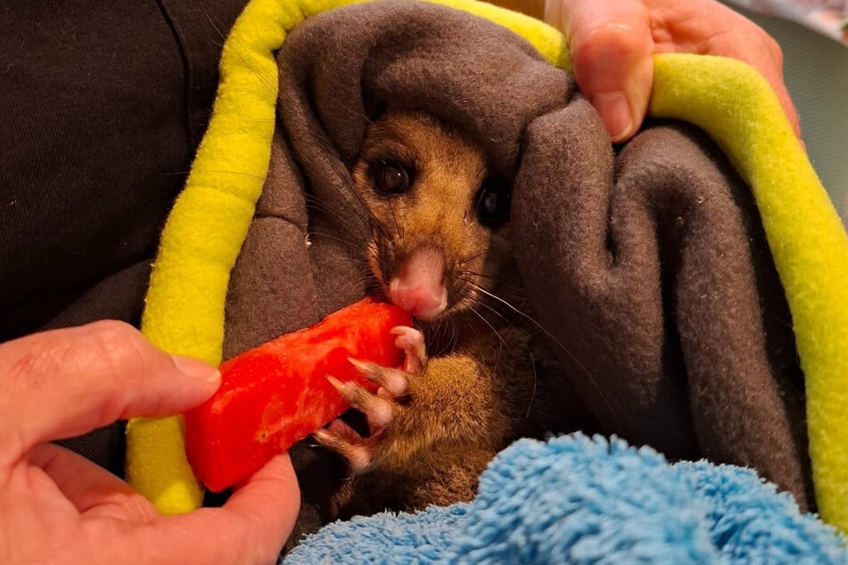 Possum Mistletoe musste zwei Tage aufgepäppelt werden. Dann durfte das Tier zurück in die Freiheit.