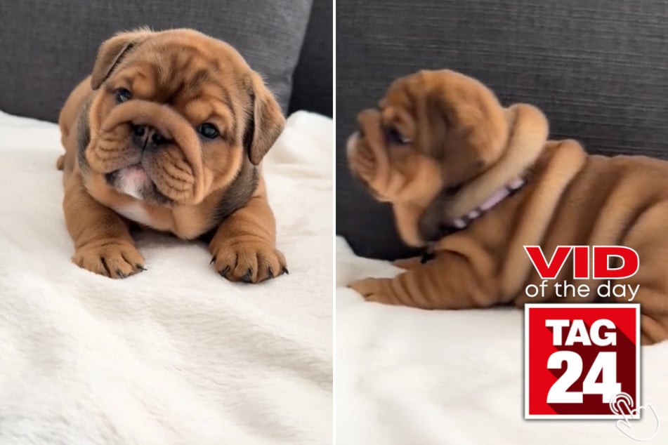 In today's Viral Video of the Day, a nugget-shaped pup showed off her feisty attitude while running around on the couch.