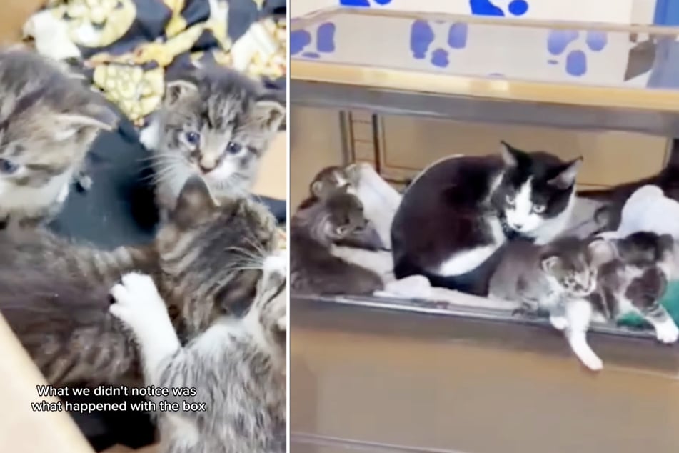 Dank des richtigen Riechers der Tierheim-Mitarbeiter konnten die Katzenfamilie wieder vereint werden.