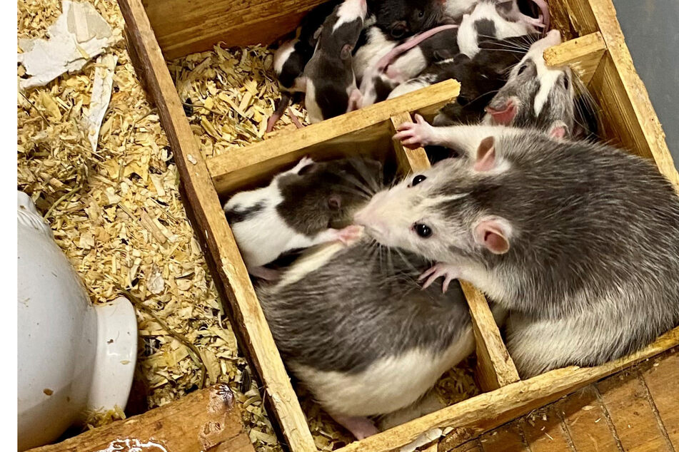 100 Ratten in leer stehendem WG-Zimmer gefunden