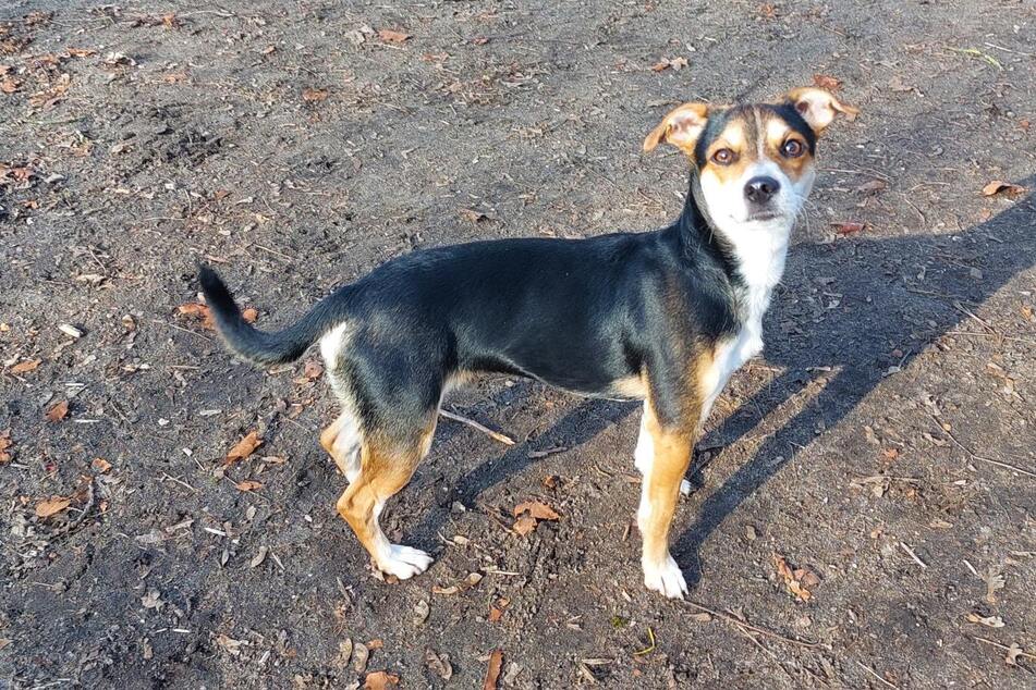 Mischlingsrüde Enzo sucht ein Zuhause mit aktiven und fitten Menschen.