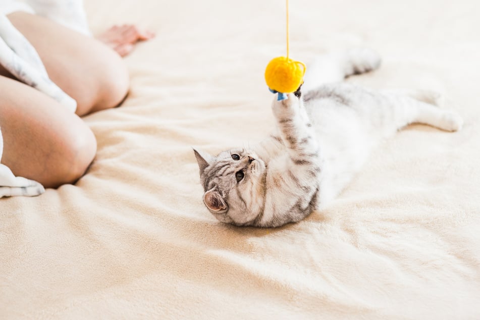 Hat eine Katze ausreichend Beschäftigung, greift sie in der Regel keine Füße mehr an.