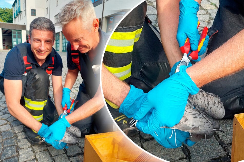 Im Hof der Feuerwache wurde die Taube vom Rest des Netzes befreit.