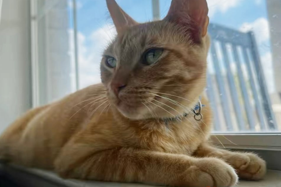 Kater Rango führt ein Doppelleben.