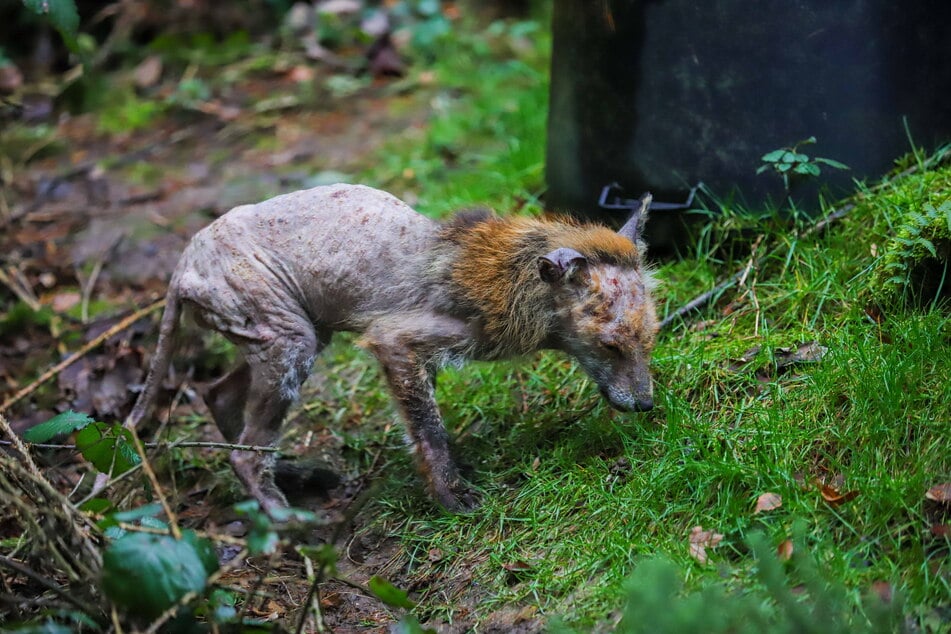 So sieht der räudige Milbenbefall an einem Fuchs aus.