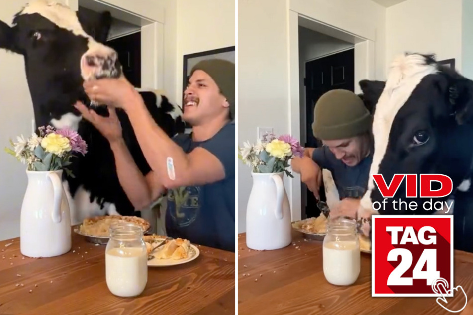 Today's Viral Video of the Day features a cow that wanted to try some of his owner's baked goods!