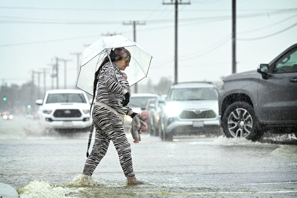 Eine Frau in einem Zebra Kostüm überquert mit einem Regenschirm geschützt vorsichtig die überflutete Kreuzung Foothill Blvd und Cactus Ave in Rialto, Kalifornien.