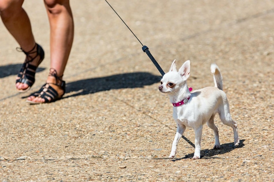 Chihuahuas sollte man trotz ihrer geringen Körpergröße nicht unterschätzen.
