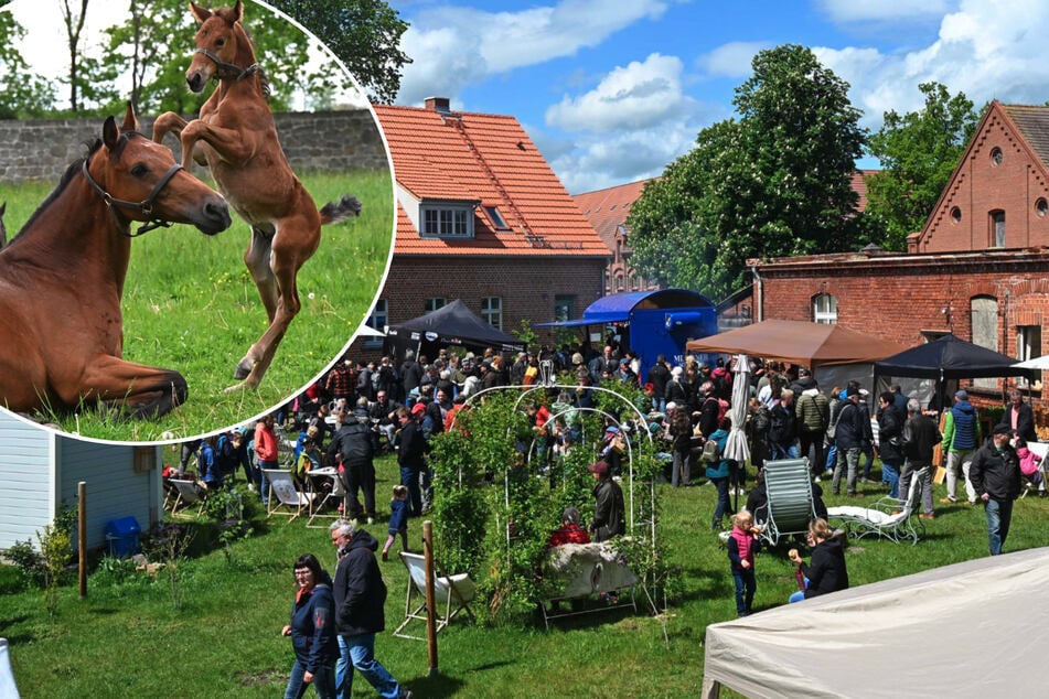 Leipzig: Kunst, Eis und Pferde - Sächsisches Promipaar macht Männer- zum Familientag