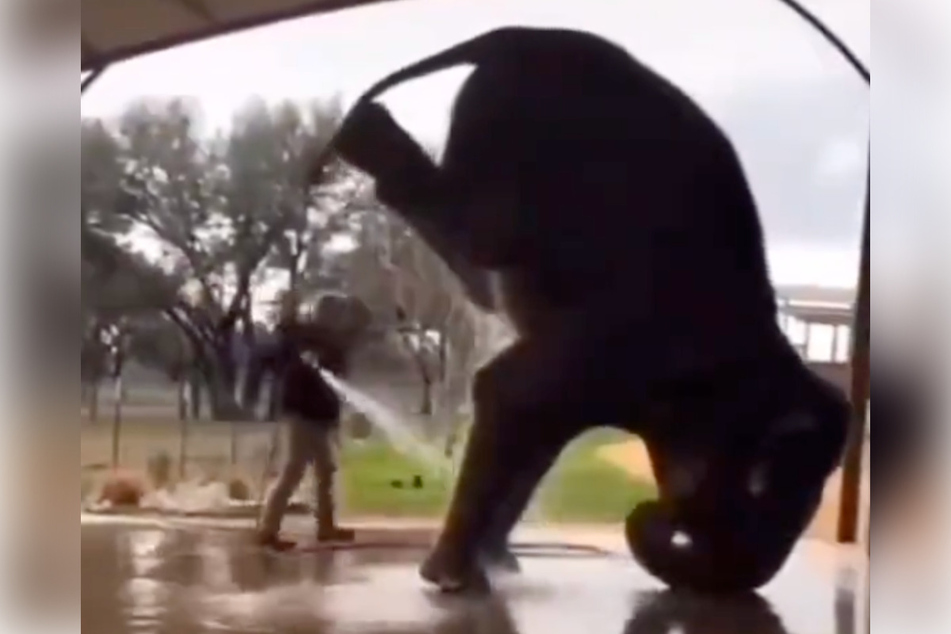 Morissa Schwartz's elephant video has since gone viral.