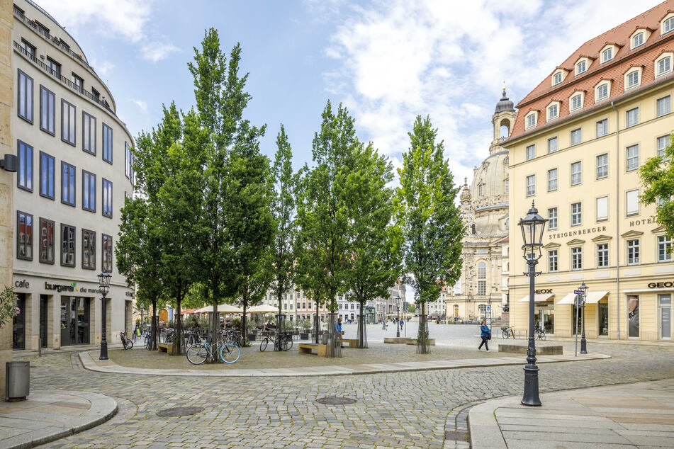 Rund 54 .500 Straßenbäume gibt es in Dresden, die im Sommer genügend Wasser brauchen, um nicht zu vertrocknen.
