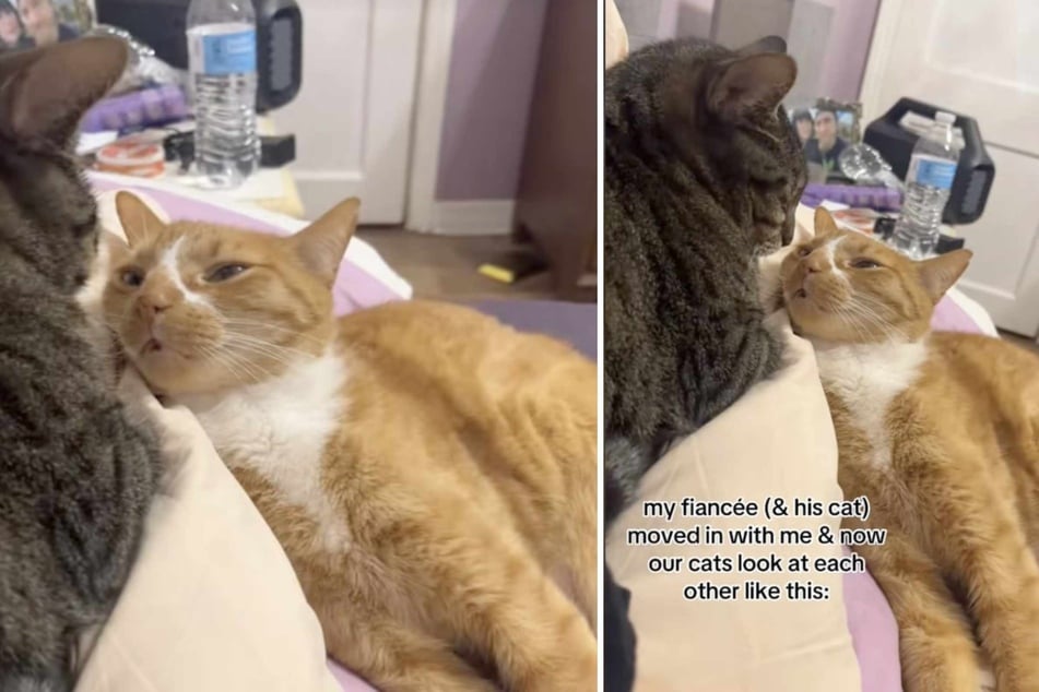 For most couples, moving into their first home together is a big step. Things get even more eventful when animals are involved in this change, as in the case of these two cats.