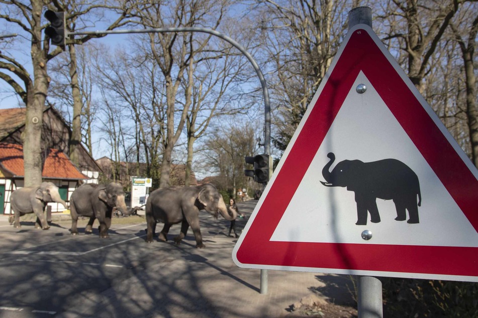 Ein Verkehrsschild weist sogar auf die Elefantenwanderung hin.