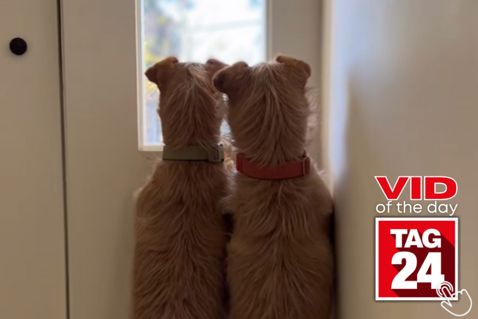 These dog owners were in for quite a surprise in today's Viral Video of the Day!