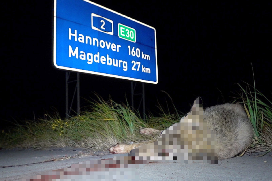Wildunfall auf A2: Wolf von Sattelzug erfasst und getötet!