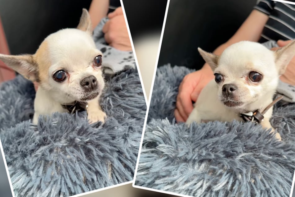 Finie la lourde histoire ! Cette dame Chihuahua veut enfin une nouvelle vie