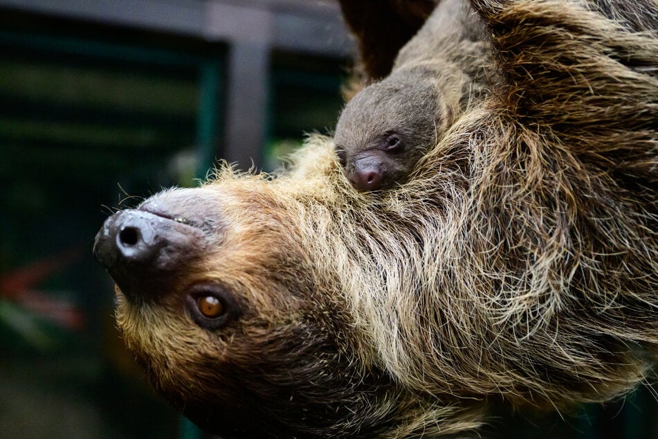 Im Weltvogelpark Walsrode hat es überraschenden Nachwuchs bei den Faultieren gegeben.